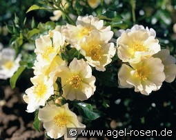 Lemon Meidiland kaufen, clicken für mehr Details Lemon Meidiland