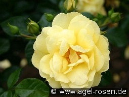 Loredo kaufen, clicken für mehr Details Loredo