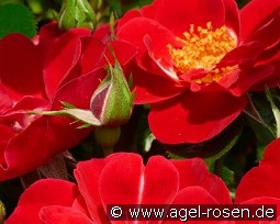 Lucky Cover kaufen, clicken für mehr Details Lucky Cover