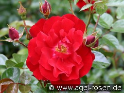 Mainaufeuer kaufen, clicken für mehr Details Mainaufeuer