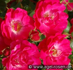 Matchpoint kaufen, clicken für mehr Details Matchpoint