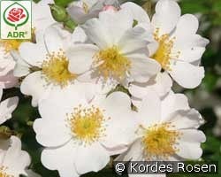 Medeo kaufen, clicken für mehr Details Medeo