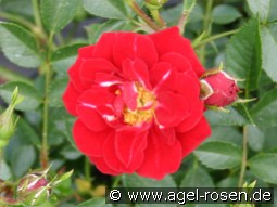 Nipper kaufen, clicken für mehr Details Nipper