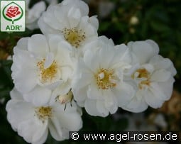 Noaschnee kaufen, clicken für mehr Details Noaschnee