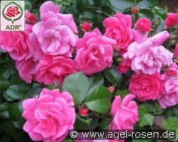 Palmengarten Frankfurt kaufen, clicken für mehr Details Palmengarten Frankfurt