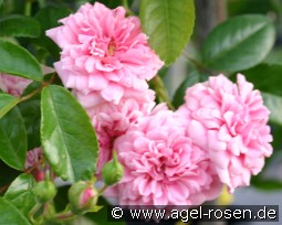 Petit Bonheur kaufen, clicken für mehr Details Petit Bonheur