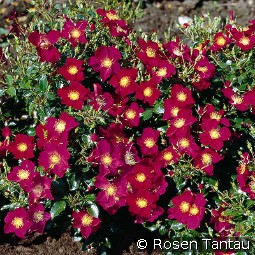 Purple Haze kaufen, clicken für mehr Details Purple Haze