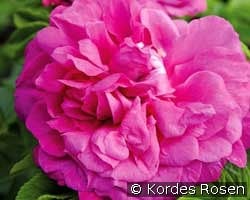 Purple Roadrunner kaufen, clicken für mehr Details Purple Roadrunner