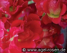 Red Drift kaufen, clicken für mehr Details Red Drift