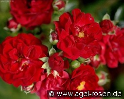 Red Fairy kaufen, clicken für mehr Details Red Fairy