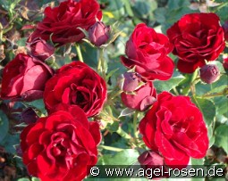 Red Fire kaufen, clicken für mehr Details Red Fire