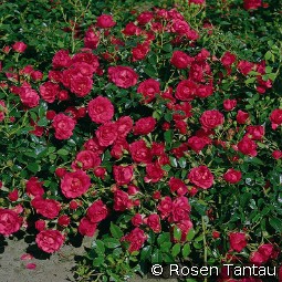 Rody kaufen, clicken für mehr Details Rody