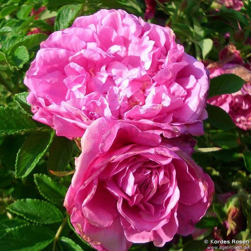 Rose ‘Romantic Roadrunner‘ (5-Liter Topf)