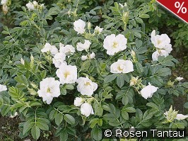 Rosa rugosa Schnee-Eule syn. White Pavement