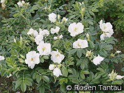 Rosa rugosa Schnee-Eule syn. White Pavement