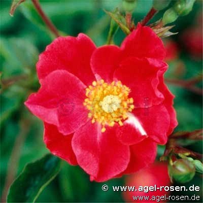 Rose ‘Rose Cascade‘ (wurzelnackte Rose)