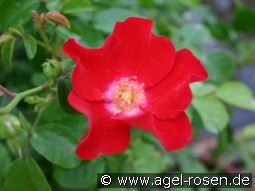 Rote Max Graf kaufen, clicken für mehr Details Rote Max Graf