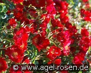 Rouge Cascade kaufen, clicken für mehr Details Rouge Cascade