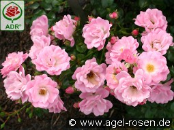 Satina kaufen, clicken für mehr Details Satina