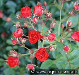 Scarlet Meidiland kaufen, clicken für mehr Details Scarlet Meidiland