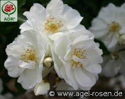 Schneeflocke kaufen, clicken für mehr Details Schneeflocke