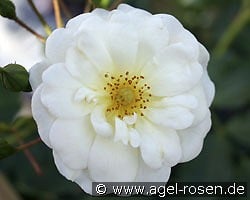 Schneekönigin kaufen, clicken für mehr Details Schneekönigin