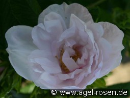 Schneekoppe syn. Snow Pavement kaufen, clicken für mehr Details Schneekoppe syn. Snow Pavement
