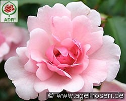 Schöne Dortmunderin kaufen, clicken für mehr Details Schöne Dortmunderin