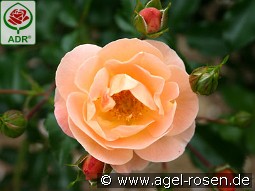 Sedana kaufen, clicken für mehr Details Sedana