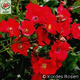 Sommerabend kaufen, clicken für mehr Details Sommerabend