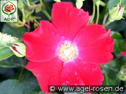 Sorrento kaufen, clicken für mehr Details Sorrento