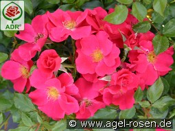 Stadt Rom kaufen, clicken für mehr Details Stadt Rom