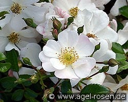 Sternenflor kaufen, clicken für mehr Details Sternenflor