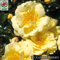 Sunny Rose kaufen, clicken für mehr Details Sunny Rose