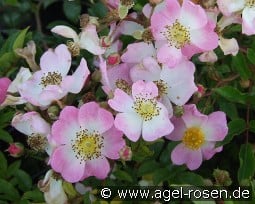 Tapis Volant kaufen, clicken für mehr Details Tapis Volant