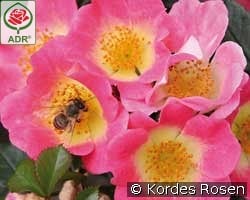 Topolina kaufen, clicken für mehr Details Topolina