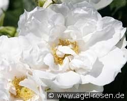 White Roadrunner kaufen, clicken für mehr Details White Roadrunner