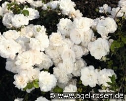 White Saphir kaufen, clicken für mehr Details White Saphir