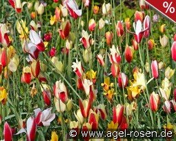 Botanic clusiana Tulpen syn. species Mix