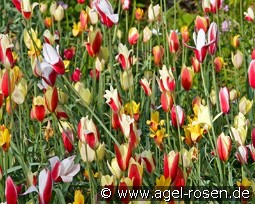 Botanic clusiana Tulpen syn. species Mix