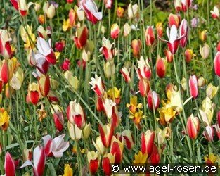 Botanic clusiana Tulpen syn. species Mix