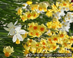 Botanische Narzissen Mix kaufen, click for more details Botanische Narzissen Mix