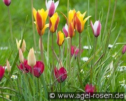 Botanische Tulpen syn. Tulipan species Mix