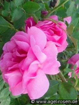 Adam Messerich kaufen, click for more details Adam Messerich