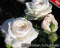 Boule de Neige kaufen, click for more details Boule de Neige