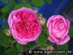 Charles Lawson kaufen, click for more details Charles Lawson