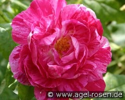 Commandant Beaurepaire kaufen, click for more details Commandant Beaurepaire