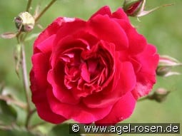 Gruß an Teplitz kaufen, click for more details Gruß an Teplitz