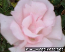 Kathleen Harrop kaufen, click for more details Kathleen Harrop