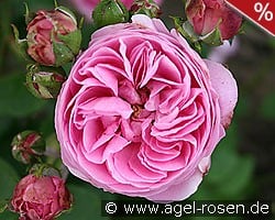 Louise Odier kaufen, click for more details Louise Odier